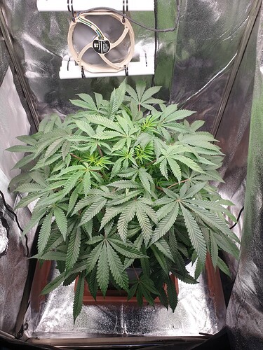 Ayahuasca Purple_1  11.01.2025