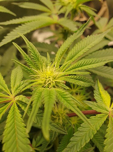 Growreport Bild 3