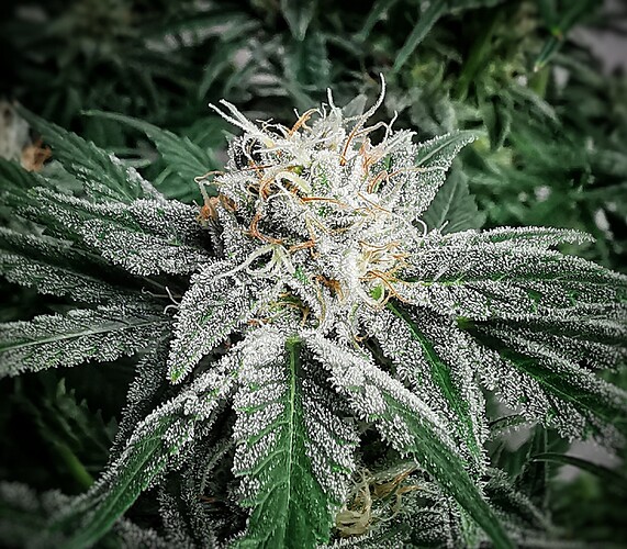 Growreport Bild 6
