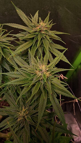 Growreport Bild 10