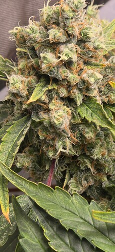 Growreport Bild 21