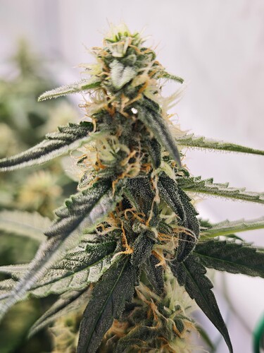 MVIMG_20251107_163812