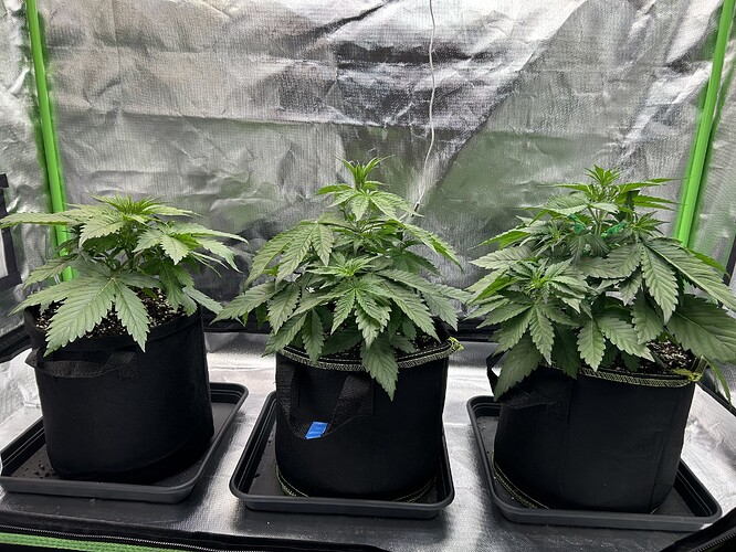 Growreport Bild 3
