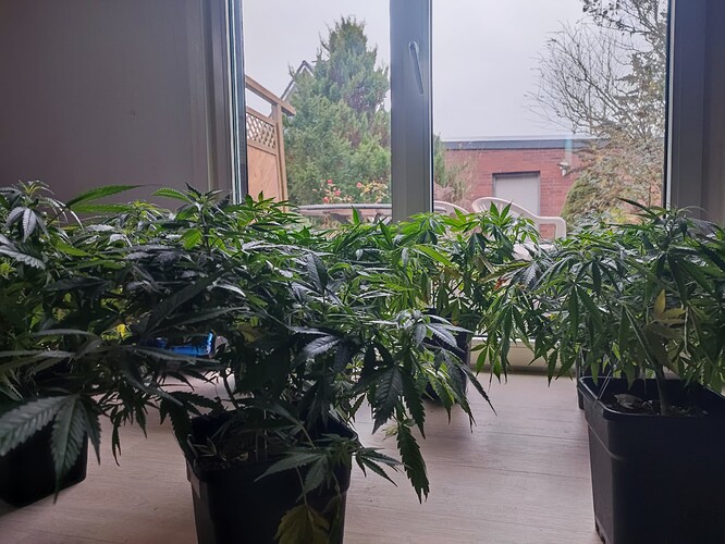 Growreport Bild 146