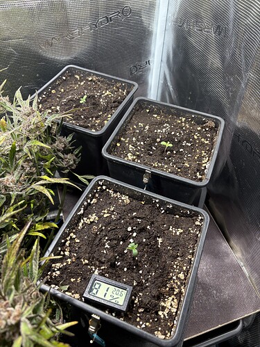 Growreport Bild 1