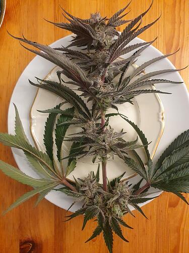 Growreport Bild 4