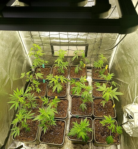 Growreport Bild 1