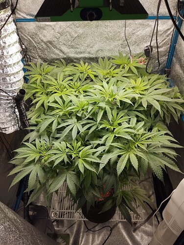 Growreport Bild 9