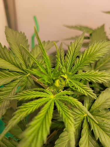 Growreport Bild 4
