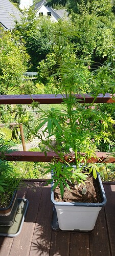 Growreport Bild 5