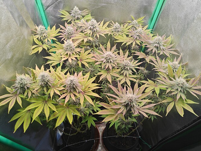 Growreport Bild 7