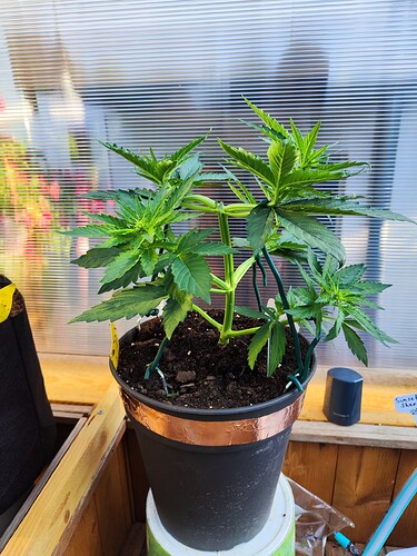 Growreport Bild 13