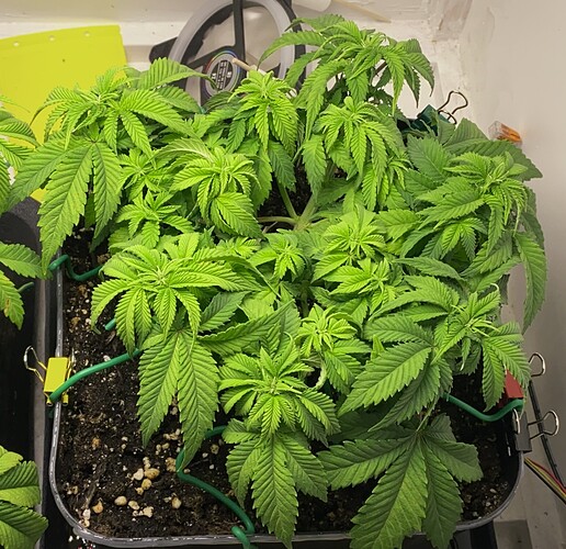 Growreport Bild 8
