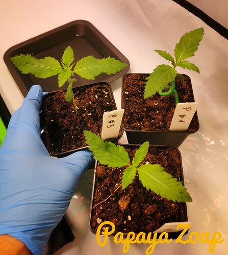 IMG_20241128_203008-01