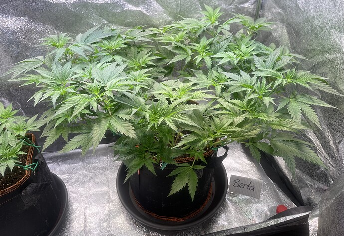 Growreport Bild 1