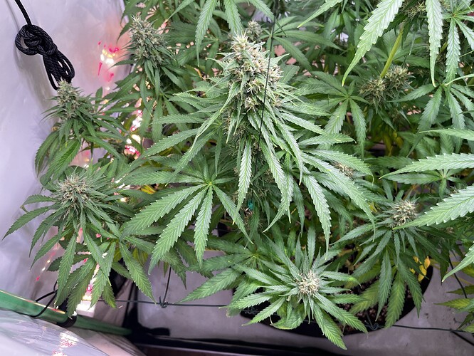 Growreport Bild 5