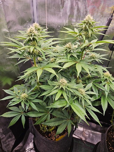 Growreport Bild 3