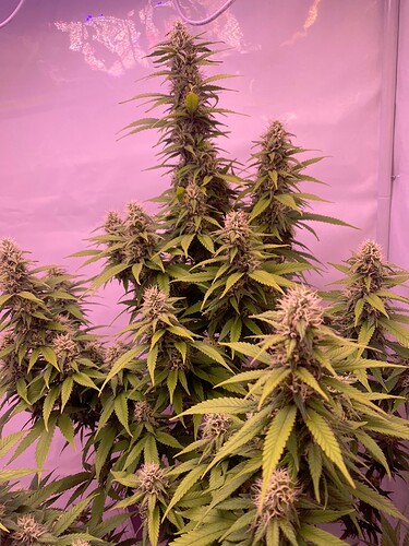 Growreport Bild 2