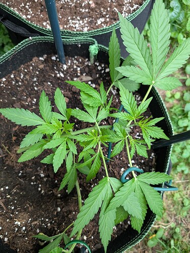 Growreport Bild 8