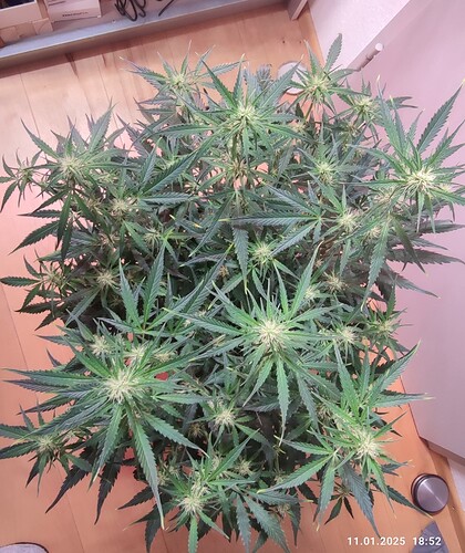 Growreport Bild 17