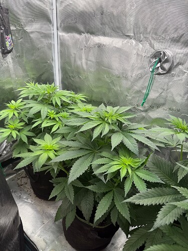 Growreport Bild 13