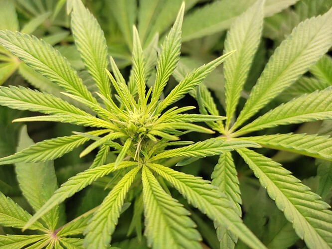 Growreport Bild 9