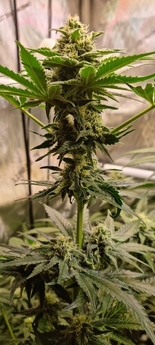 Growreport Bild 24