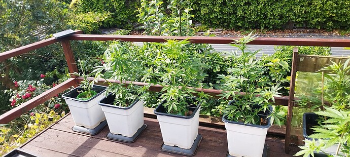 Growreport Bild 28