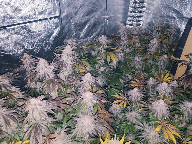 Growreport Bild 63