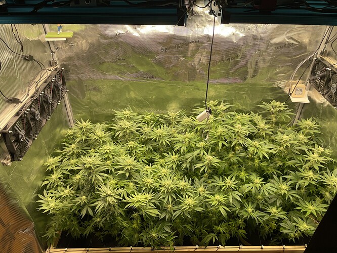 Eine Growbox mit vielen blühenden Cannabispflanzen unter einer LED-Lampe. Mehrere Ventilatoren sind an der linken Wand montiert.