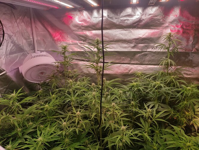 Growreport Bild 13