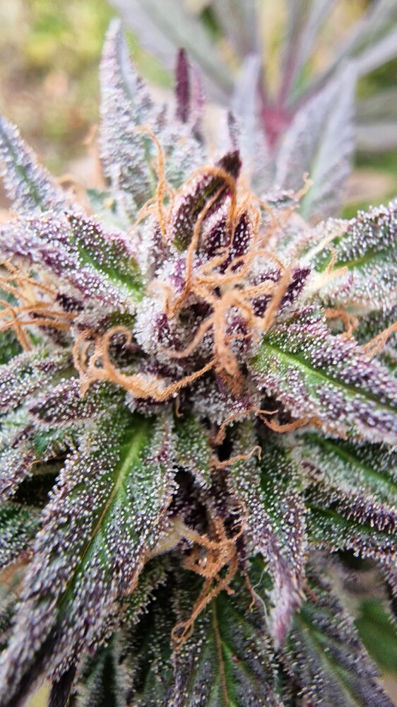 Grow der Erkenntnis… Indica, Sativa, Kush, Haze, Skunk, wtf
