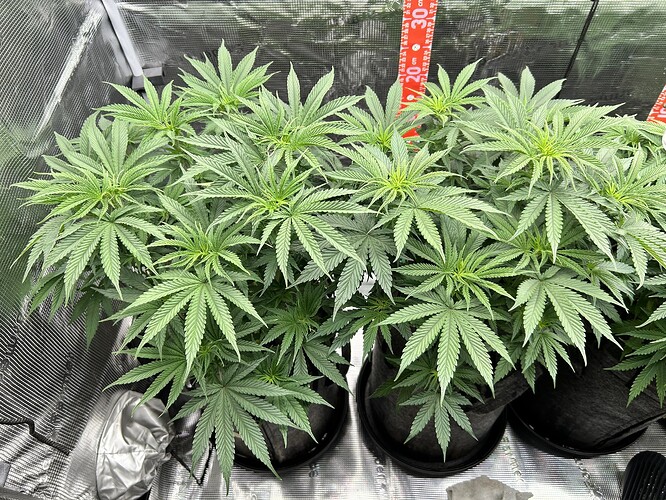 Drei gesunde Cannabis-Pflanzen in Stofftöpfen in einem Growzelt, Tag 43 / BT1.