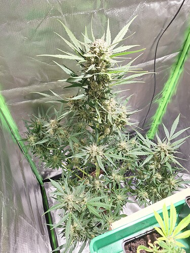 Growreport Bild 9