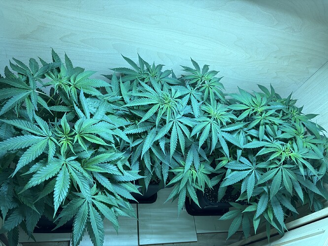 Growreport Bild 5