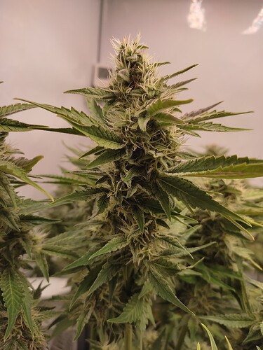 Growreport Bild 52