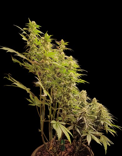 Growreport Bild 11