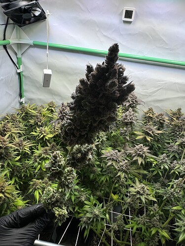Growreport Bild 23