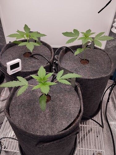 Growreport Bild 8