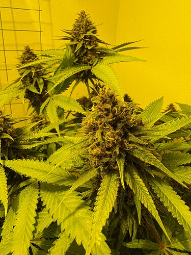 Growreport Bild 7