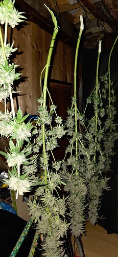 Growreport Bild 47