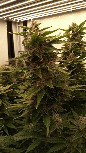 Growreport Bild 5
