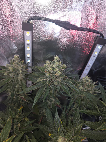 Nahaufnahme einer Cannabis-Pflanze in der späten Blütephase mit Foxtails unter LED-Beleuchtung in einem Growzelt.