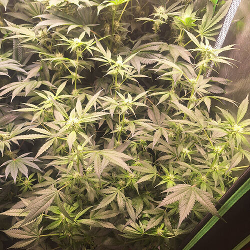 Growreport Bild 3