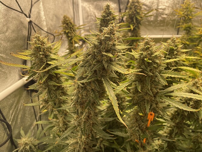 Growreport Bild 11