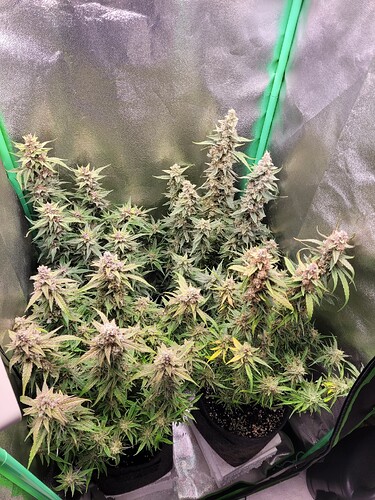 Growreport Bild 25