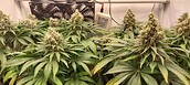 Growreport Bild 12