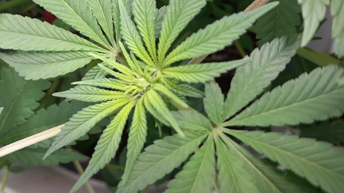 Growreport Bild 4