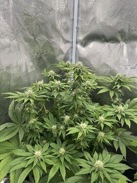 Growreport Bild 5