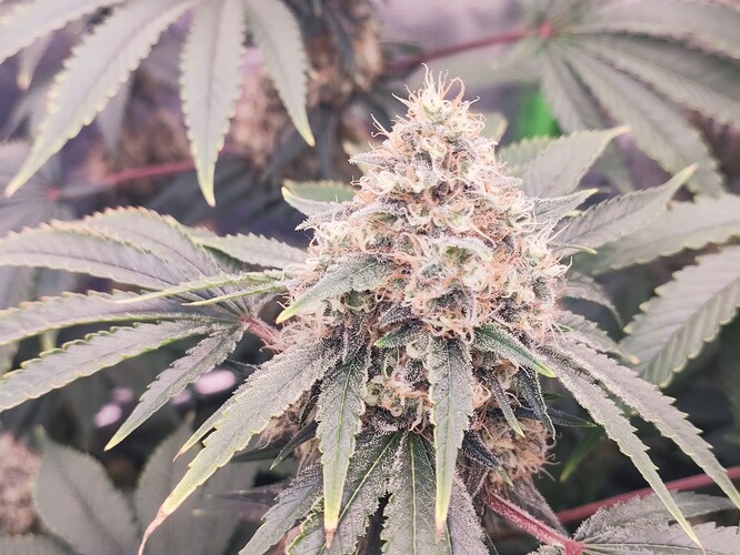 Growreport Bild 29